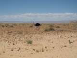 Namibia Hochzeit, Reise, Bilder, Fotos - img_1924.jpg